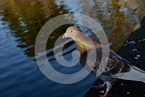 A rock dove pigeon on a fence