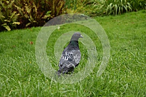 Rock Dove - Rock Pigeon - Nature photo