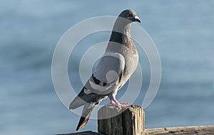 Rock Dove Pigeon Perched on a Wooden Oceanside Pier