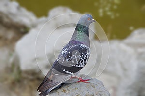 Rock Dove