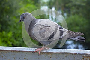 The rock dove, rock pigeon, or common pigeon