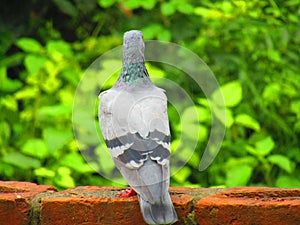 Rock dove or rock pigeon or common pigeon Columba livia is a member of the bird family Columbidae.