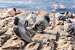 Rock dove, rock pigeon or indian pigeon, member of the bird family Columbidae. Group of pegeons sitting near the lake in
