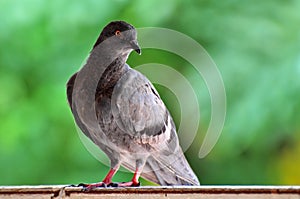 Rock Dove (Rock Pigeon) sitting on a fence