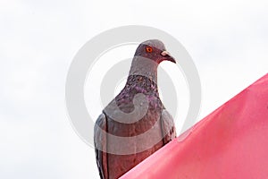 Rock dove on roof isolated white background.