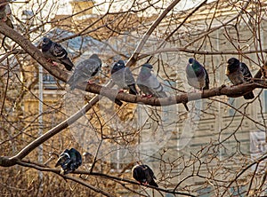 Rock dove sitting on the branches of tree in the city