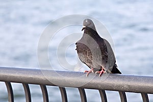 Rock dove sitting on a fence.