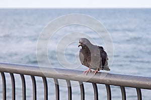 Rock dove sitting on a fence.