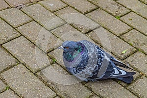 The rock dove is a widespread bird of the pigeon family