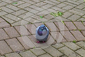 The rock dove is a widespread bird of the pigeon family