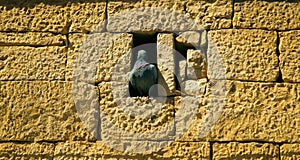 Rock doves nest in cities in the recesses and vents