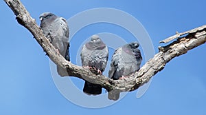 Rock Doves on a tree limb on a sunny day