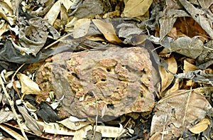 Rock on dry leaf background in forest