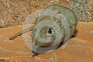 Rock elephant shrew