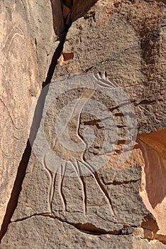 Rock engraving, Libya
