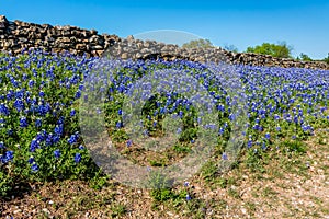 Rock Fence with Texas Bluebonnets.