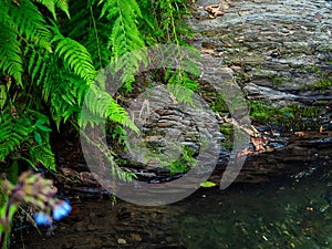 rock and fern near a stream in the mountains