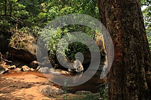 A rock filled stream flows through a forest