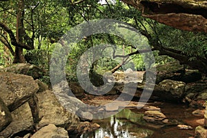 A rock filled stream flows through a forest