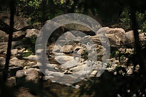 A rock filled stream flows through a forest