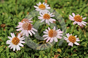 `Rock Fleabane` flower - Erigeron Scopulinus