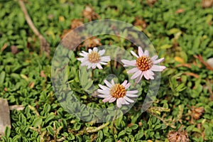 `Rock Fleabane` flower - Erigeron Scopulinus