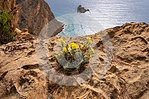 Rock flower against the Mediterranan