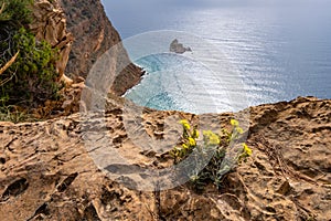 Rock flower against the Mediterranan