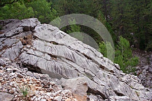 A rock in forest photo