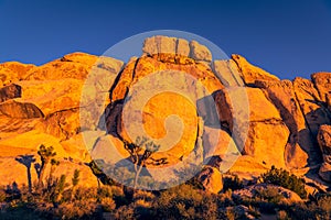 Rock formation, cliffs, and boulders glow orange and gold in the evening light of sunset at Joshua Tree National Park