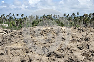 Rock Formation and Coastal Woodlands Near Arecibo photo