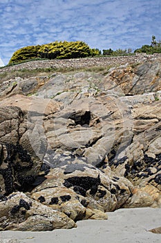 Rock formation with Mussels, Brittany, France