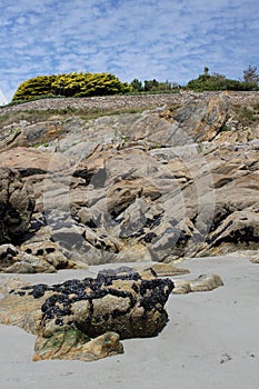 Rock formation with Mussels, Brittany, France