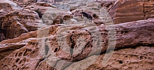 Rock formation in Petra, Jodan