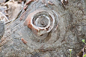 Rock Formation and Quartz