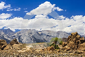 Rock formation with a tree, Alabama Hills, Sierra Nevada