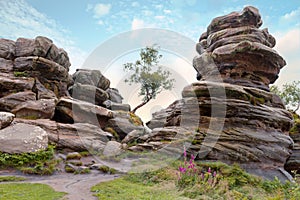 Rock formations at Brimham Rocks