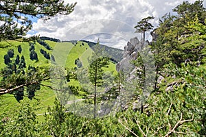 Rock formations in forest