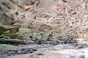 Rock formations at High Rocks, Tunbridge Wells, Kent, UK