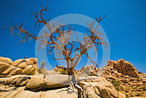 Rock formations, Joshua Tree National Park