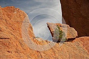 Rock formations with tree in the Garden of the Gods national landmark in Colorado Springs Colorado USA