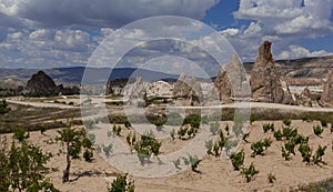 Rock formations and wineyard in White valley, Cappadocia