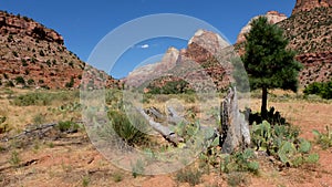 Rock formations in the Zion National Park, Utah, USA