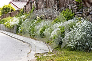 Rock garden - alpinarium along the stone fence .