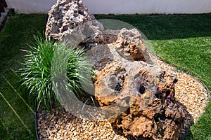 Rock garden design. Echeveria elegans and decorative cereals.