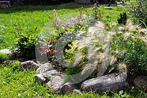 Perrenial garden with evergreen plants, decorative cereal grasses. Foxtail barley, festuca and astilbe