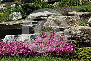 Rock garden with flowering perennials photo