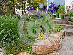 Rock garden, flowers, grass