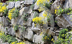 Rock garden or a garden wall