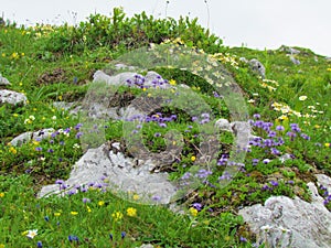 Rock garden of Globularia nudicaulis photo